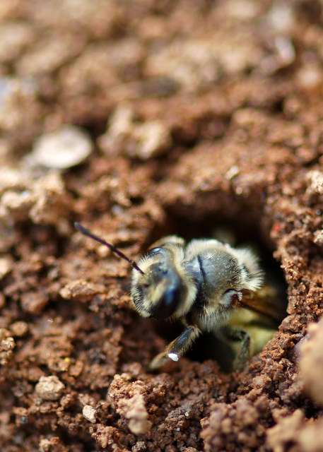 ground bee